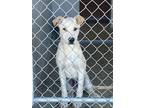 Adopt Gill a Tan/Yellow/Fawn - with White Mixed Breed (Medium) / Mixed dog in