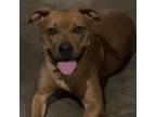 Adopt 6042 Vecna a Boxer, Terrier