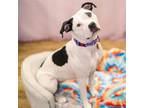 Adopt Cicily a Pit Bull Terrier, American Staffordshire Terrier