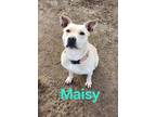 Adopt Maisy a Terrier