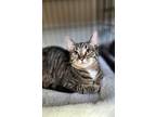 Adopt Minerva Mink a Domestic Short Hair