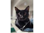 Adopt Raisin Cane a Bombay, Domestic Short Hair