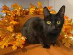 Adopt Lady Tremaine a Domestic Short Hair