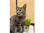 Adopt Dory a Domestic Short Hair