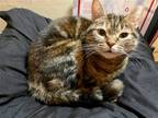 Adopt Lily Elizabeth a Brown Tabby Domestic Mediumhair / Mixed cat in San Mateo