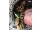 Adopt LACIE a Brown Tabby Domestic Shorthair / Mixed (short coat) cat in Oakland