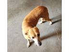 Adopt Lisi a American Foxhound