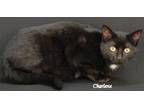 Adopt Diamond Creek a Domestic Short Hair