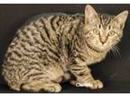 Adopt Elk River a Domestic Short Hair