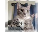 Adopt Gene a Gray, Blue or Silver Tabby Domestic Shorthair (short coat) cat in