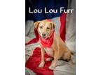 Adopt Lou Lou Furr a Labrador Retriever