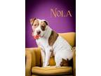 Adopt Nola a American Staffordshire Terrier