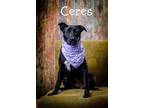 Adopt Ceres a Black Labrador Retriever, Chow Chow