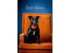 Adopt Didi Winn a Black Labrador Retriever