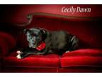 Adopt Cecily Dawn (DR6361) a Mixed Breed