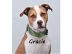 Adopt Gracie a Boxer, Pit Bull Terrier