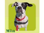 Adopt Mia a Boxer