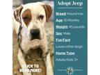 Adopt Jeep a White - with Tan, Yellow or Fawn Hound (Unknown Type) / Labrador