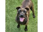 Adopt DAYSI a Brown/Chocolate Mountain Cur / Mixed dog in Greensboro
