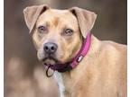 Adopt Marley a Pit Bull Terrier, Terrier