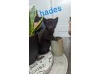 Adopt Kitten: Hades a All Black Domestic Shorthair / Mixed cat in Columbia