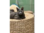 Adopt Schmidt a All Black Domestic Shorthair / Mixed (short coat) cat in