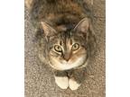 Adopt Lolli a Brown Tabby Domestic Shorthair / Mixed (short coat) cat in