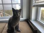 Adopt Elvis a Gray, Blue or Silver Tabby American Shorthair / Mixed (short coat)