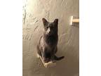 Adopt Gracie a Gray, Blue or Silver Tabby American Shorthair / Mixed (short