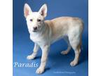 Adopt Paradis a German Shepherd Dog, Mixed Breed
