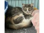 Adopt Fiona-long hair diluted tortie in foster care a Calico or Dilute Calico