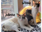 Adopt Winnie a White Domestic Shorthair / Domestic Shorthair / Mixed cat in