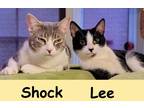 Adopt Shock a Gray or Blue Domestic Shorthair / Domestic Shorthair / Mixed cat