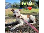 Adopt Lupida-Adoption Fee Grant Eligible! a Pointer / Whippet / Mixed dog in