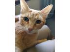 Adopt MOLLY KITKAT WEASLEY a Orange or Red (Mostly) Domestic Shorthair / Mixed