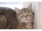 Adopt Tansy a Domestic Short Hair