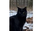 Adopt Lavon a All Black Domestic Shorthair / Mixed (short coat) cat in Drasco