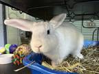 Adopt Juniper a White Other/Unknown rabbit in Westford, MA (37865201)