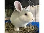 Adopt Vanilla a White Other/Unknown rabbit in Westford, MA (37865204)
