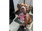 Adopt Carla a Pit Bull Terrier