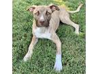 Adopt Jackal a Mixed Breed (Medium) / Mixed dog in Little Rock, AR (37988672)