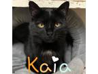 Adopt Kaia a Domestic Short Hair