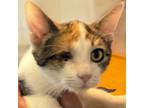 Adopt Ivy - lap cat a Domestic Short Hair