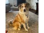 Adopt Lulu a Collie, Great Pyrenees