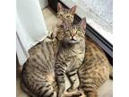 Adopt Huck & Norma a Gray, Blue or Silver Tabby Domestic Shorthair / Mixed cat