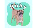 Adopt Ruby a Mixed Breed