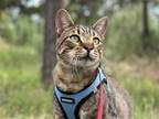 Adopt Wart a Domestic Shorthair / Mixed cat in Colorado Springs, CO (37832403)