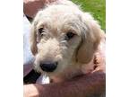 Adopt CARLEY a Goldendoodle