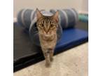 Adopt Una a Tabby