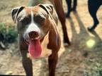 Adopt Rose a Pit Bull Terrier, Boxer